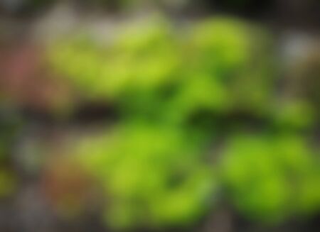 Blurred background.Blurred and colorful natural abstract background.Defokused, bokehの写真素材