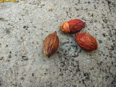 Arecaceae palm seed that has dried on the floor,closeup of palm dry seed. autumの写真素材