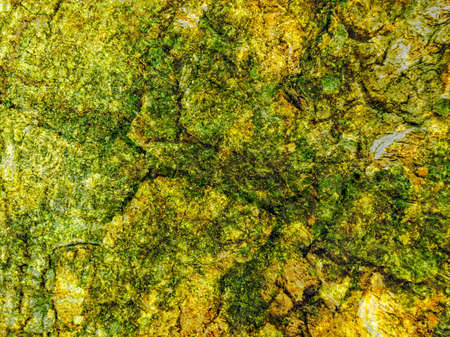 Green moss on old and dirty wall using for abstract backgroundの写真素材