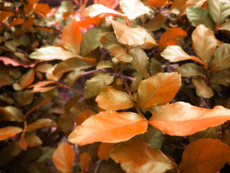 autumn orange color leaves,dry and summer season conceptの写真素材