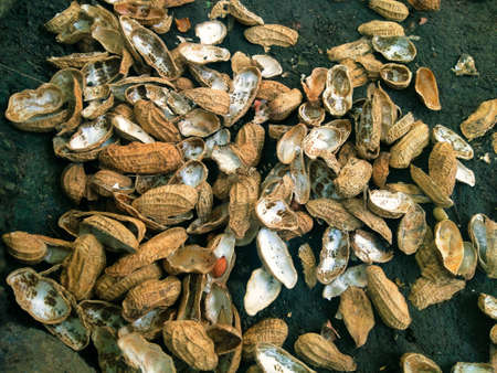 closeup peanut shell on the dark background. the rest of the peanut becomes trash