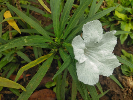 closeup white flower ruellia tuberosa and green leaves that grow in garden in summerの写真素材
