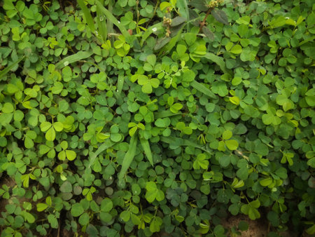 Closeup of greenery plant in the garden in winter using as a background