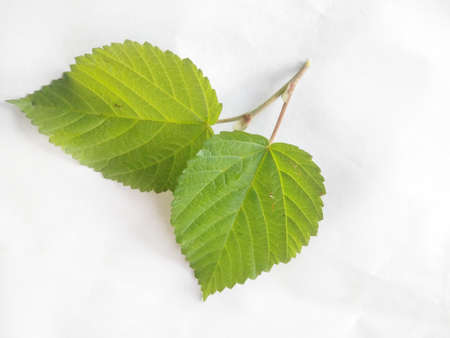 Fresh green leaves with branches isolated on white background.menthol herbal mint leaves