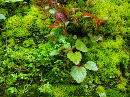 Green wild plant flower that grow on mossy old wall