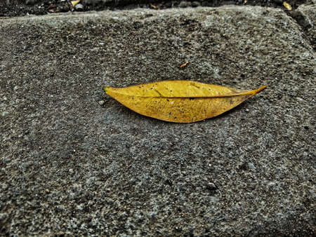 Yellow dry leaf on on stone material,autumn concept