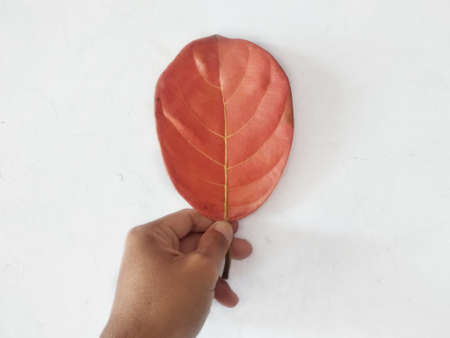 Human hand holding jackfruit leaf isolated on white background.brown old leaves of jackfruit with hand holding.autumn conceptの写真素材