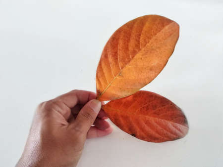 Human hand holding jackfruit leaf isolated on white background.brown old leaves of jackfruit with hand holding.autumn conceptの写真素材