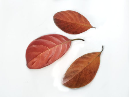 Jackfruit leaves isolated on white background.brown and old jackfruit leaf on white autumn concept