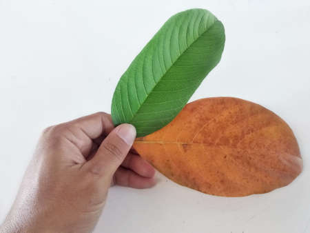 Human hand holding jackfruit leaf isolated on white background.brown old leaves of jackfruit with...