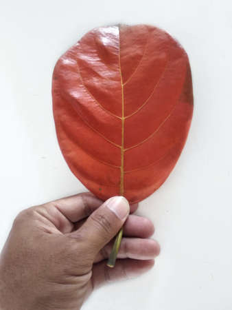 Human hand holding jackfruit leaf isolated on white background.brown old leaves of jackfruit with...