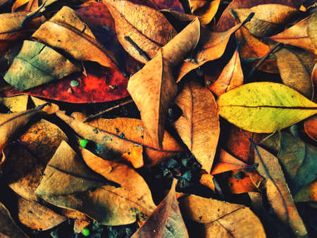 Fallen dry leaves autumn concept backgroundの写真素材