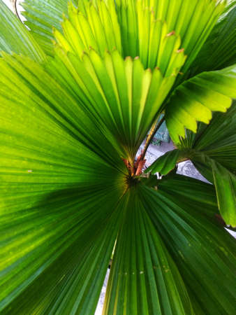 Closeup shot flat lay palm leaf texture for backgroundの写真素材