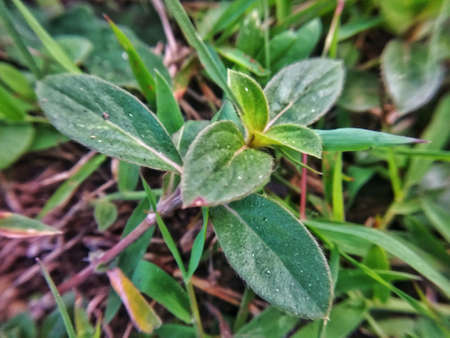 Close-up selective focus green leaves in springtimeの写真素材
