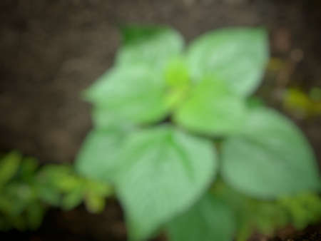 Blurred colorful natural flower background.blurry defocus backgroundの写真素材