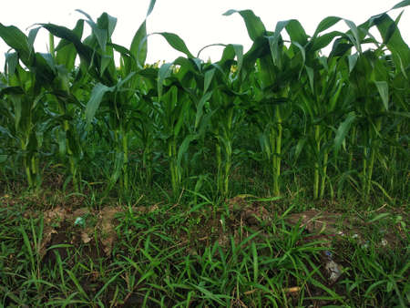 Close up green corn leave in farm in summer