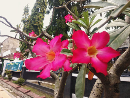Closeup macro blooming beautiful red frangipani flowersの写真素材