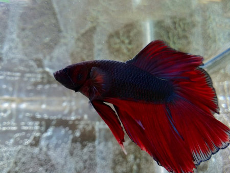 Betta fish underwater shot, Siamese fighting fish in Aquariumの写真素材