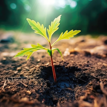 Young seedling growing in soil. Concept of new life and beginning of life.の素材
