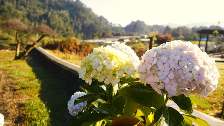 Hydrangea flowers in the garden at Dieng, Indonesiaの写真素材