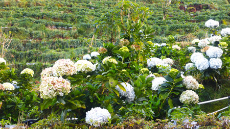 White Hydrangea flowers in the garden at Dieng, Indonesia.