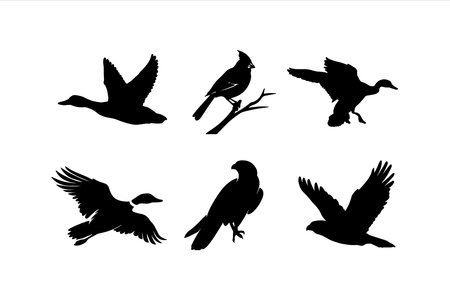 Set of black silhouettes of different birds on a white background. Vector illustrationのイラスト素材