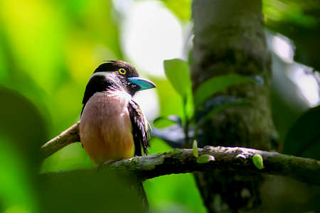 Black and Yellow Broadbill capture in Malaysia.  image also contain grains and noise due to high ISO.の写真素材