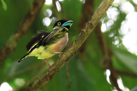 Black and Yellow Broadbill capture in Malaysia.  image also contain grains and noise due to high...