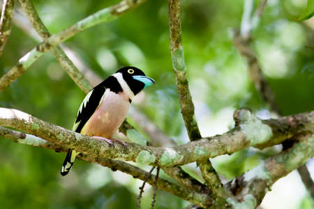 Black and Yellow Broadbill capture in Malaysia.  image also contain grains and noise due to high ISO.の写真素材