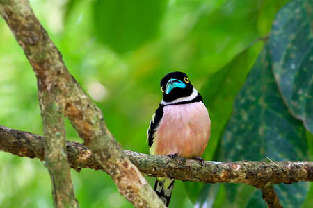 Black and Yellow Broadbill capture in Malaysia.  image also contain grains and noise due to high ISO.の写真素材