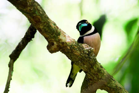 Black and Yellow Broadbill capture in Malaysia.  image also contain grains and noise due to high ISO.の写真素材