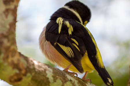 Black and Yellow Broadbill capture in Malaysia.  image also contain grains and noise due to high ISO.の写真素材