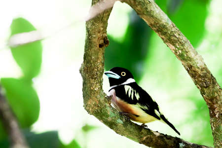 Black and Yellow Broadbill capture in Malaysia.  image also contain grains and noise due to high ISO.の写真素材