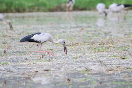 Asian openbill or Asian openbill stork.の写真素材