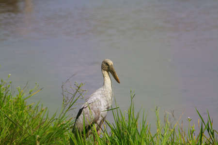 Asian openbill or Asian openbill stork.の写真素材
