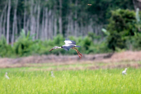Asian openbill or Asian openbill stork.の写真素材