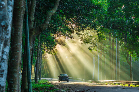 Sintok, Kedah Malaysia - 12 Sept 2020 : Sun ray in forest with car, Ray of light in in green forest with carのeditorial素材
