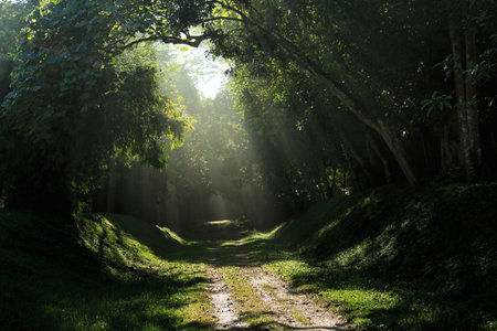 beautiful morning sunray. ray of light in green forestの写真素材