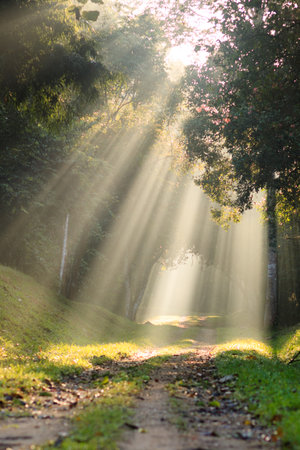 Morning urban landscape. Sun rays behind the trees in the park.の写真素材