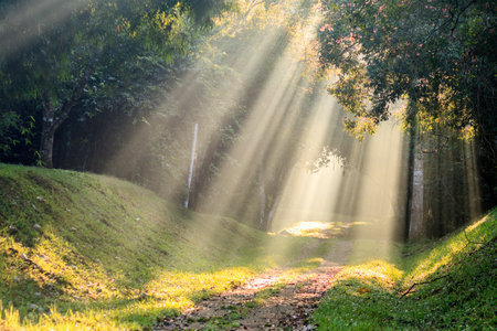 Morning urban landscape. Sun rays behind the trees in the park.の写真素材
