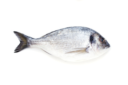One dorado fish on white backgroundの写真素材