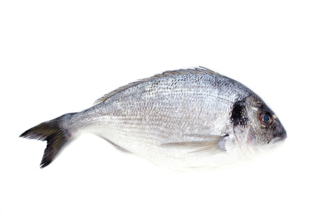 Dorado fish on white backgroundの写真素材