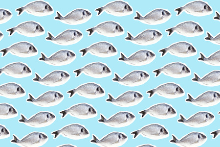 Pattern collage of fish dorado on a blue backgroundの写真素材