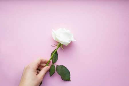 Female hand holding a  white roseの写真素材