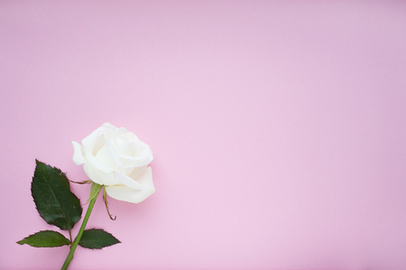 One white rose on pink backgroundの写真素材