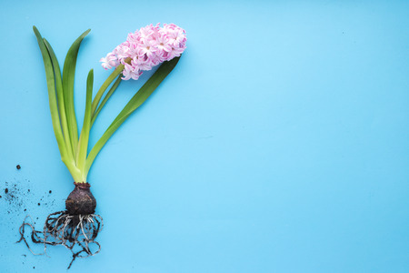 Spring flower hyacinth on blue background. Top viewの写真素材