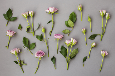 Blue roses and leaves are laid out on a gray background. Top viewの写真素材