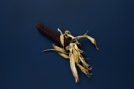 Blue dry corn cob on dark blue background. Top viewの写真素材