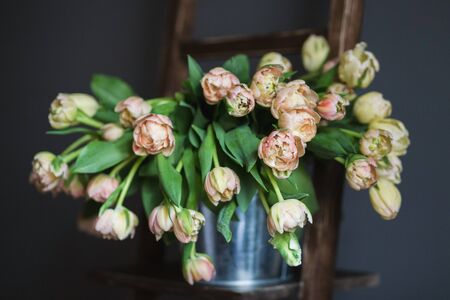Armful of nude tulips in metal bucketful.の写真素材