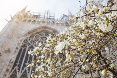 White magnolia flowers.の写真素材